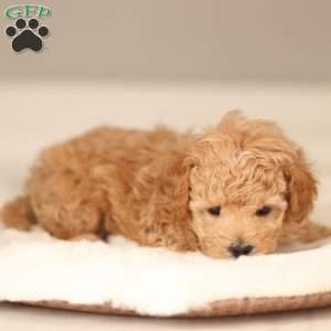 Noah, Maltipoo Puppy